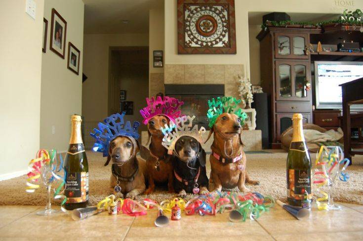 Стали известны победители конкурса "человек собаке друг" | магнитогорск