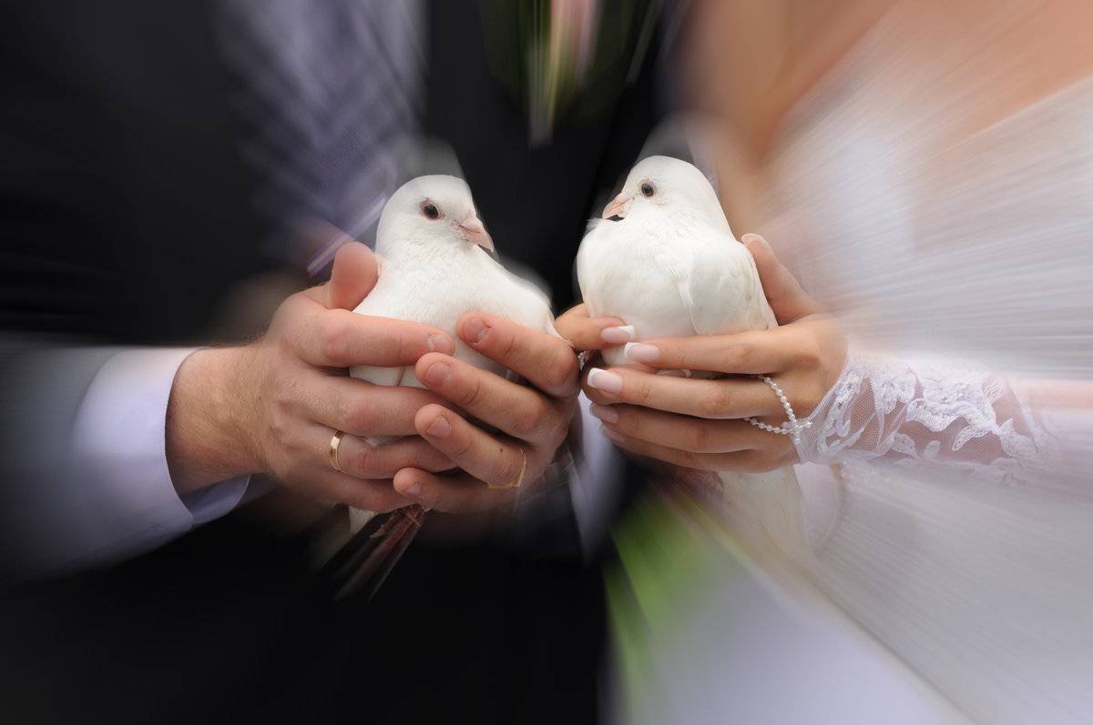 Выпускание голубей на свадьбе - значение традиции