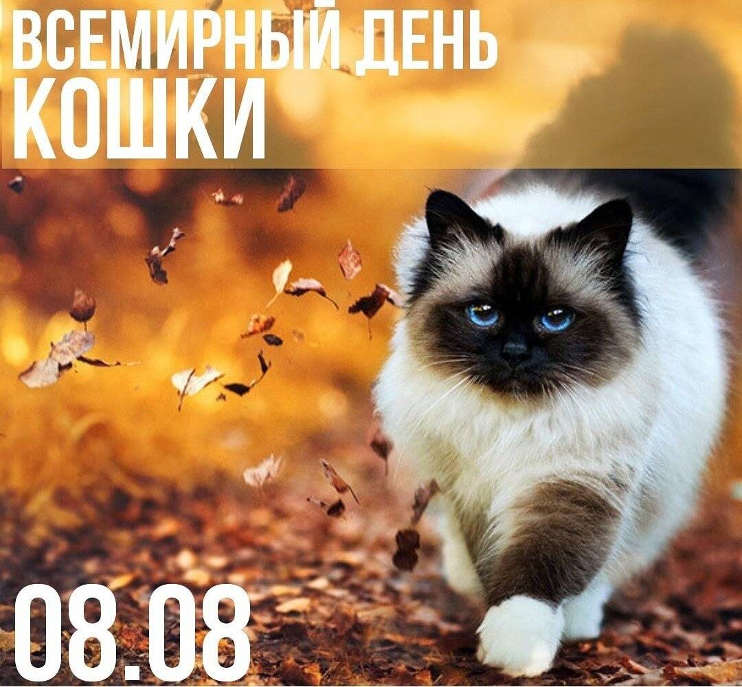 День кошек - всемирный, праздник 1 марта в россии, в других странах, как празднуется