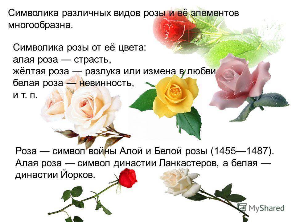Что означает красная роза, к чему дарят девушке и женщине: приметы