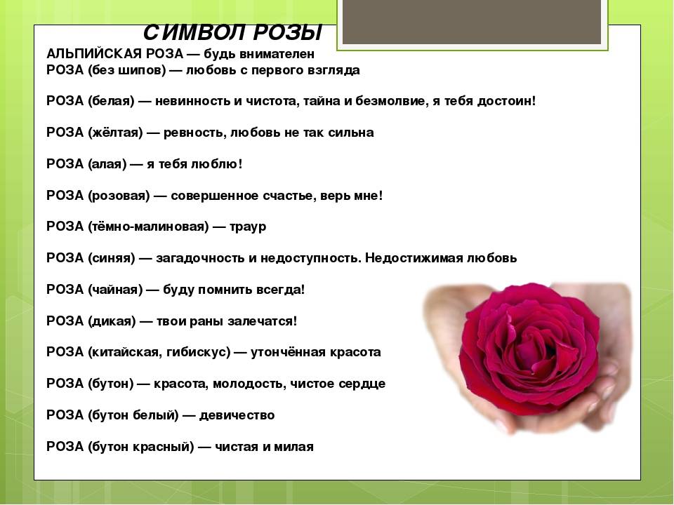 К чему дарят белые розы? значения послания от fiftyflowers.ru