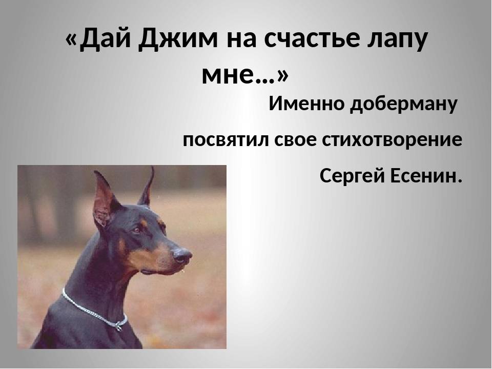 Анализ стихотворения «собаке качалова» (с.а. есенин)