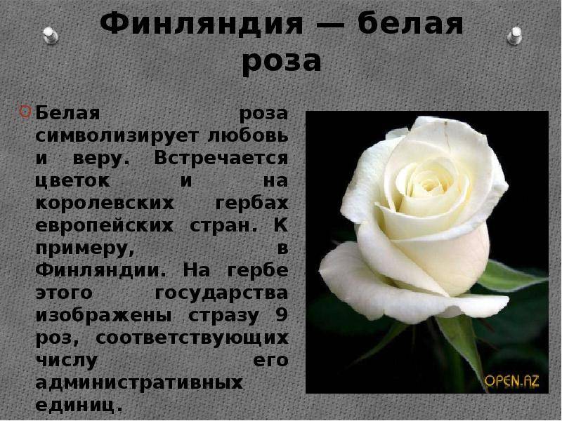 Язык цветов. что значит, когда мужчина дарит вам красную розу