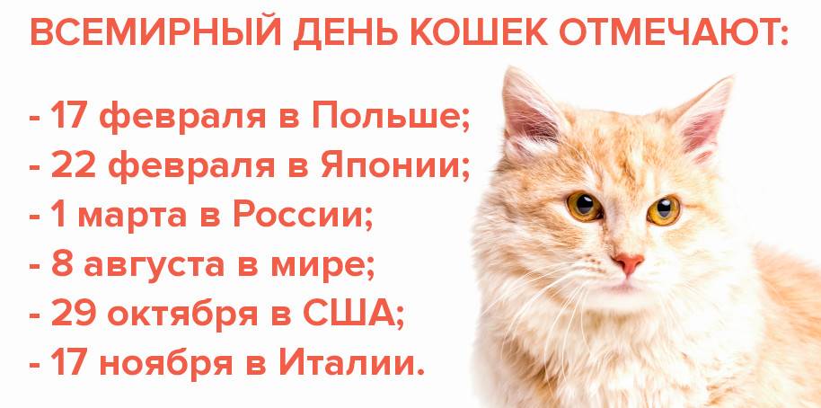 Когда отмечают день кошек в 2020 году в россии: дата праздника и история