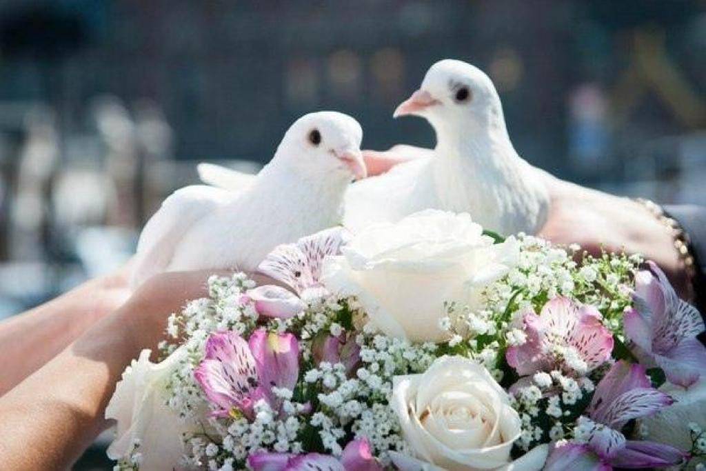 Выпуск голубей на свадьбу для молодожен: советы и значение