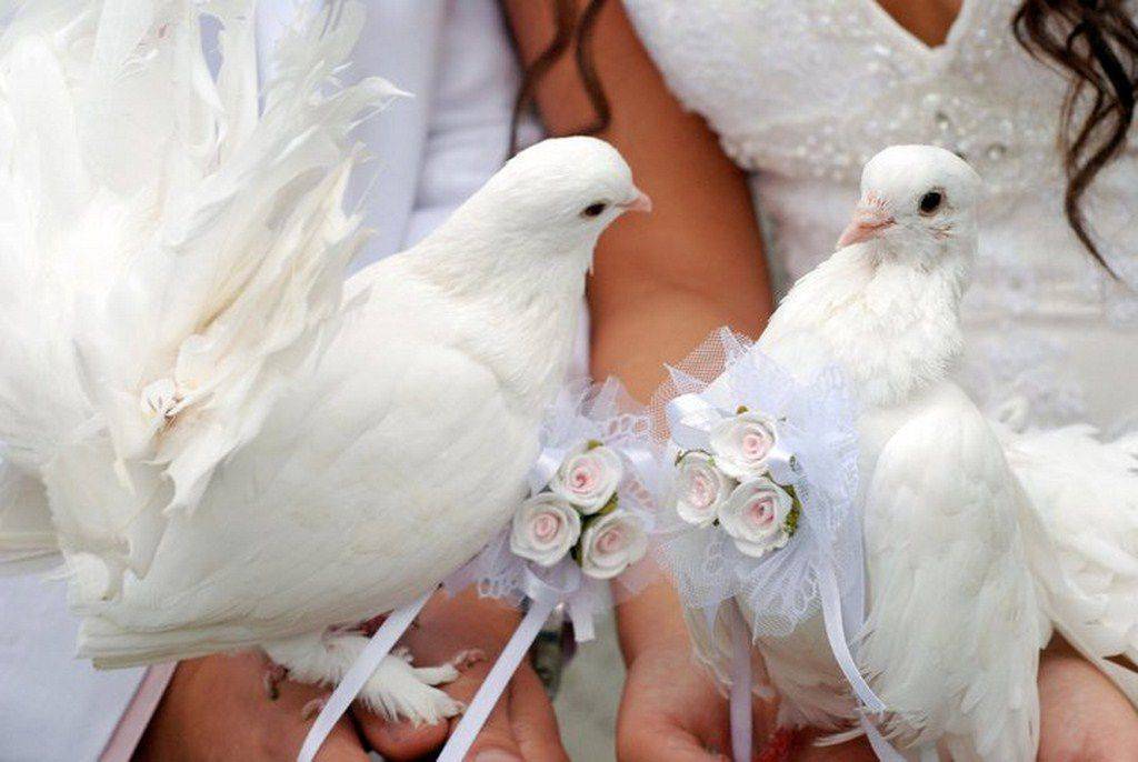 Белые голуби на свадьбу, традиции и современность
