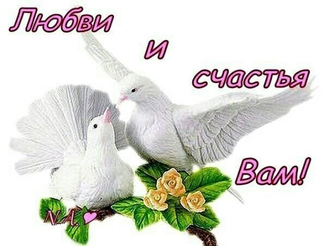 Традиция выпускать голубей на свадьбе - свадебный портал wewed.ru