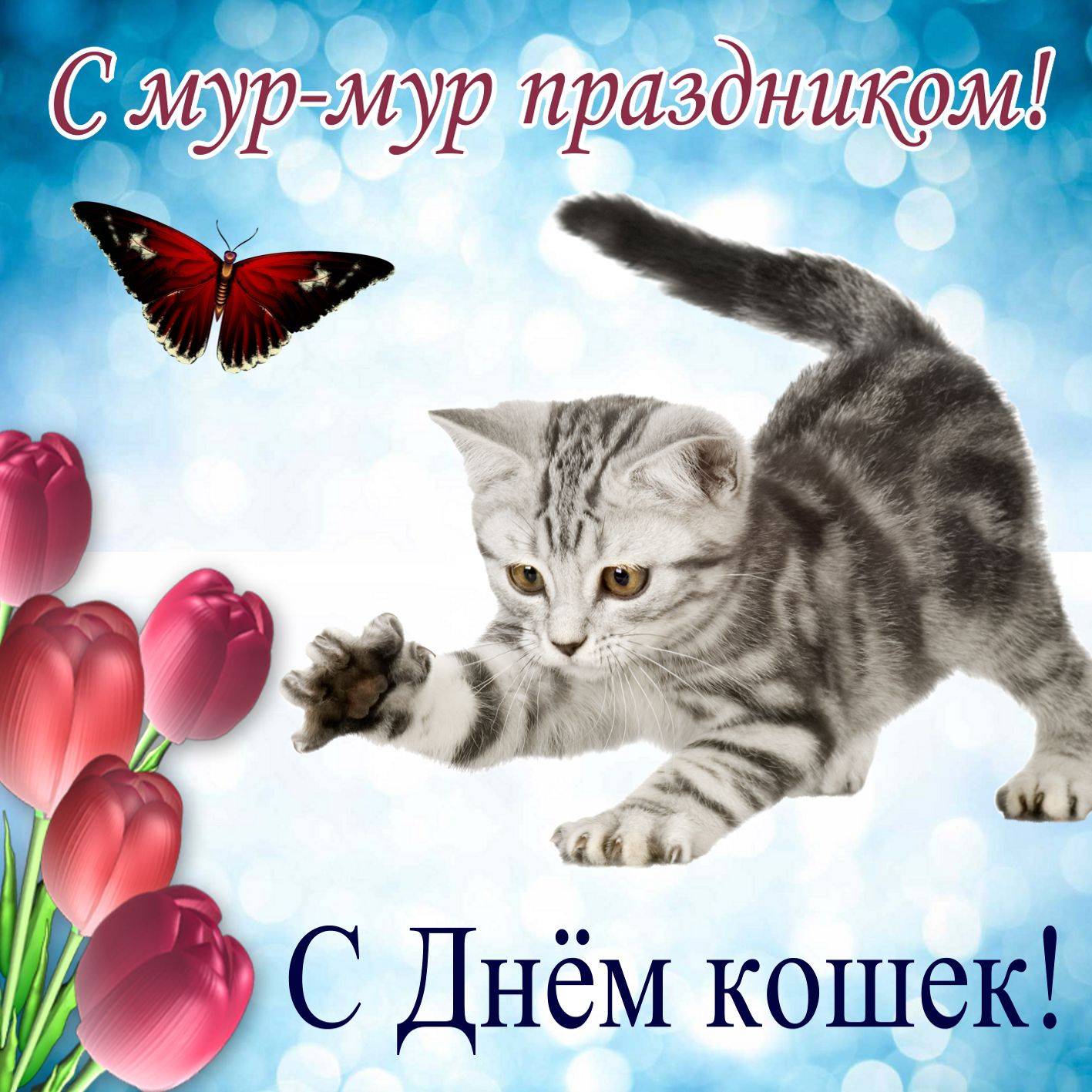 Какого числа отмечают день кошек? история и традиции праздника, интересные факты :: syl.ru