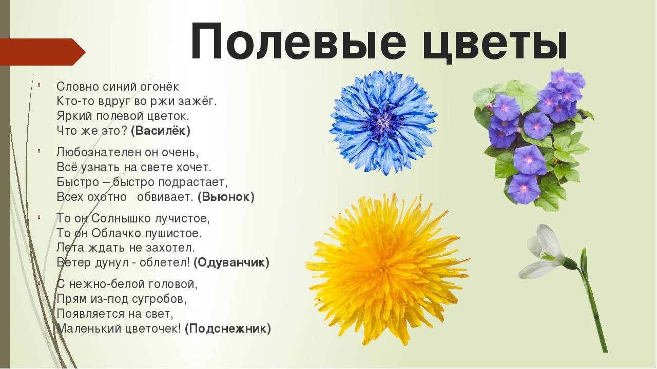 Презентация на тему цветочные загадки