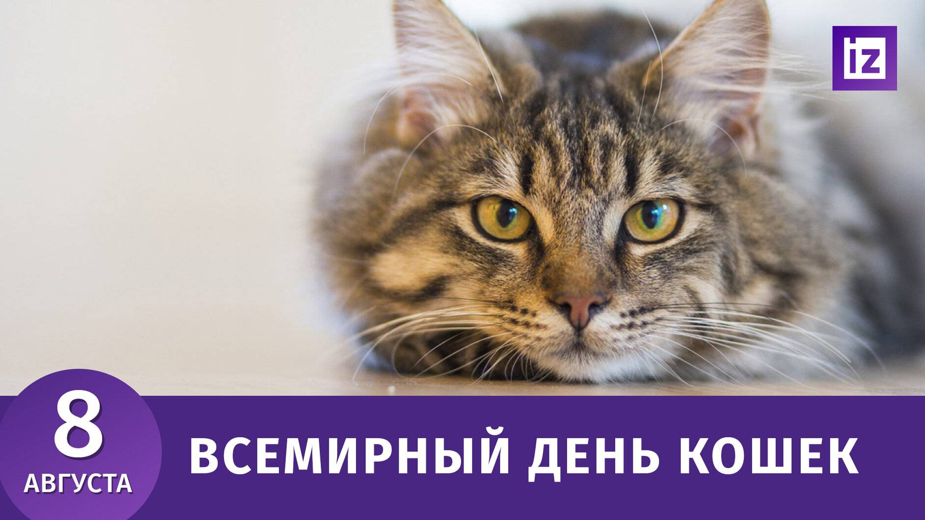 День котят отмечается 10 июля всеми любителями кошек