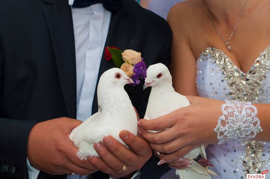 Белые голуби на свадьбу, традиции и современность