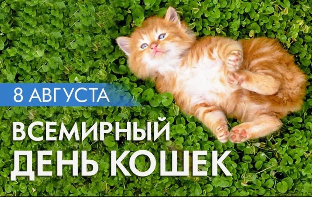 Праздничный день у котов: когда отмечают всемирные международные дни кошек