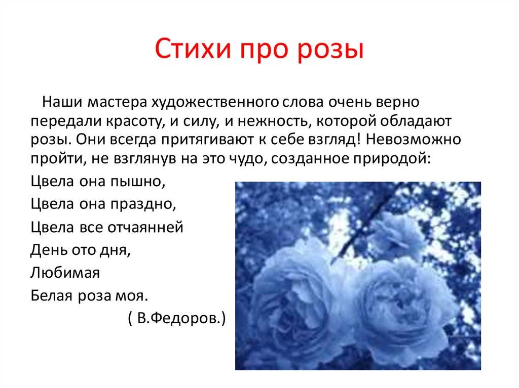 Розовые розы: значение цветка, можно ли дарить девушке и толкование приметы