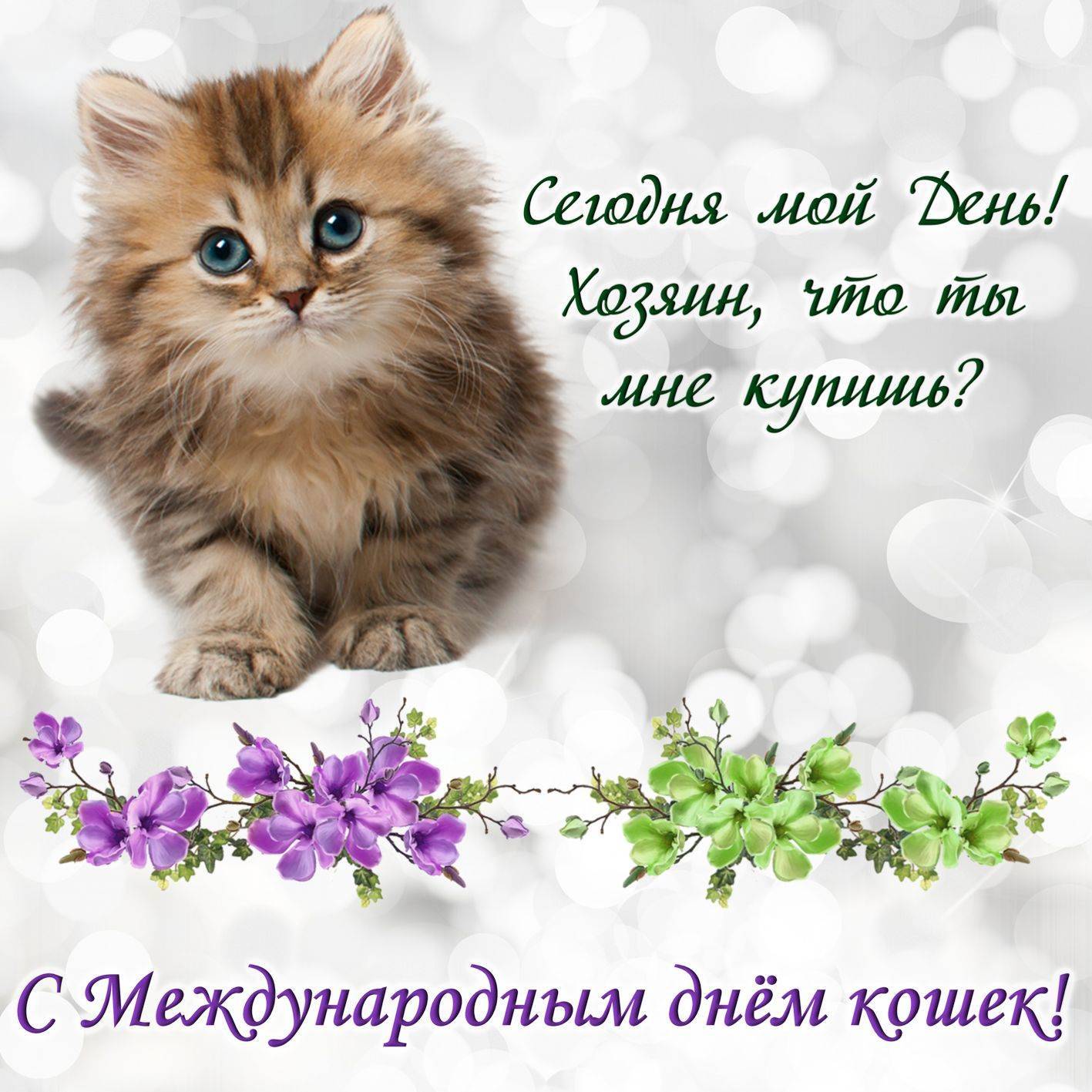 Праздник день кошек 1 марта: история события и факты и котах