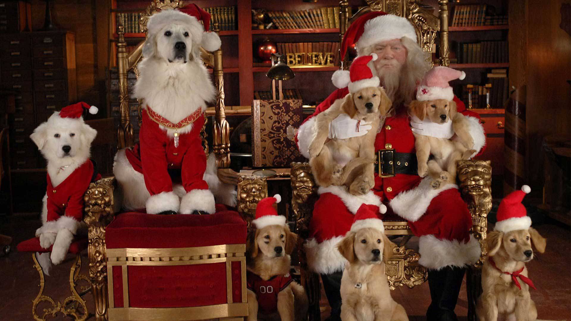 Названия детских утренников к новому году собаки. новогодняя музыкальная сказка-экспромт к году собаки "дед мороз и пёс"