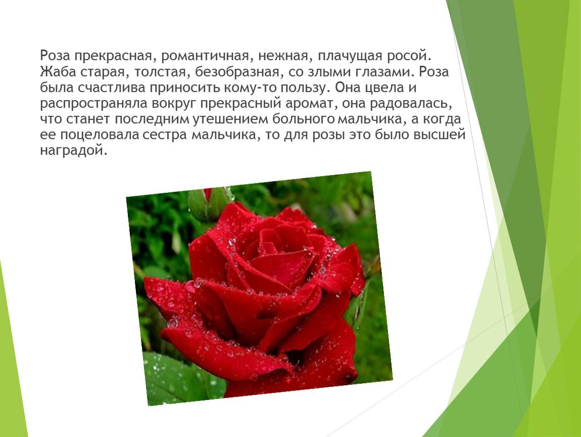 Роза на языке цветов